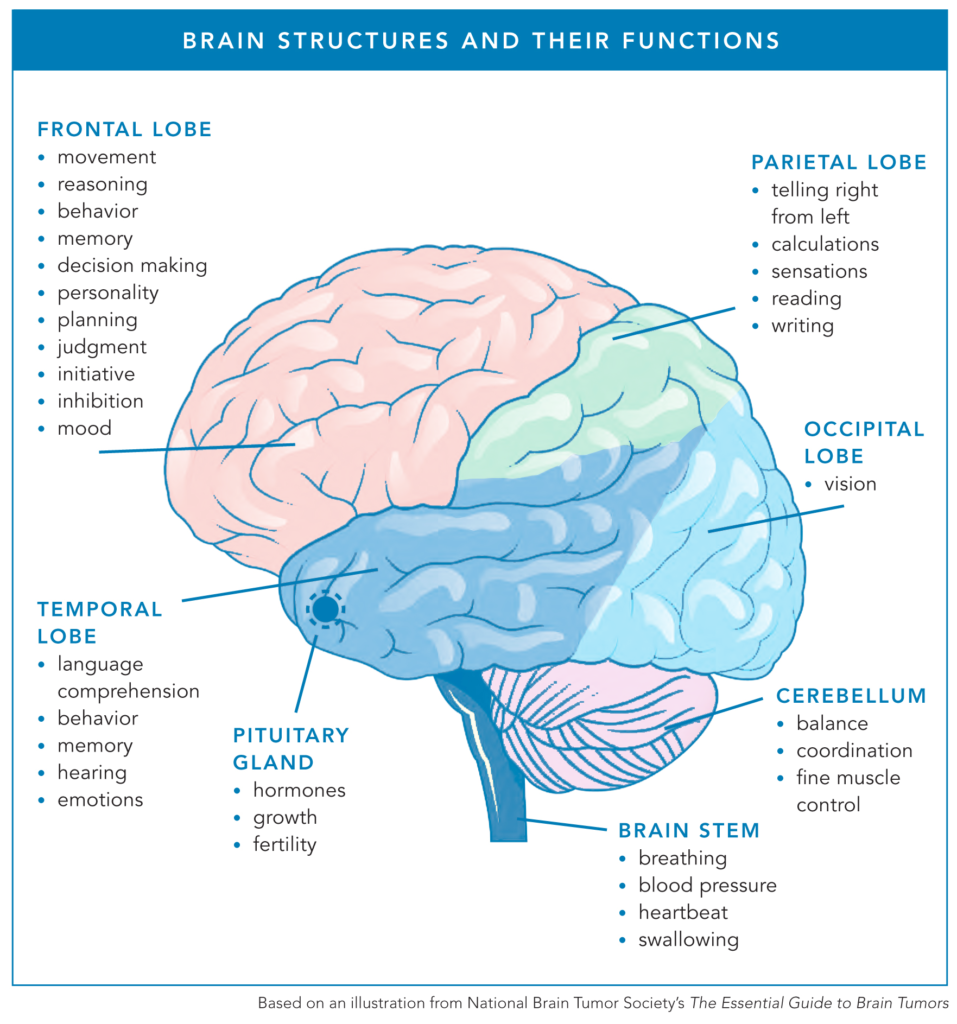 Diagram of a brain, indicating the different parts of the brain and the functions they are responsible for.